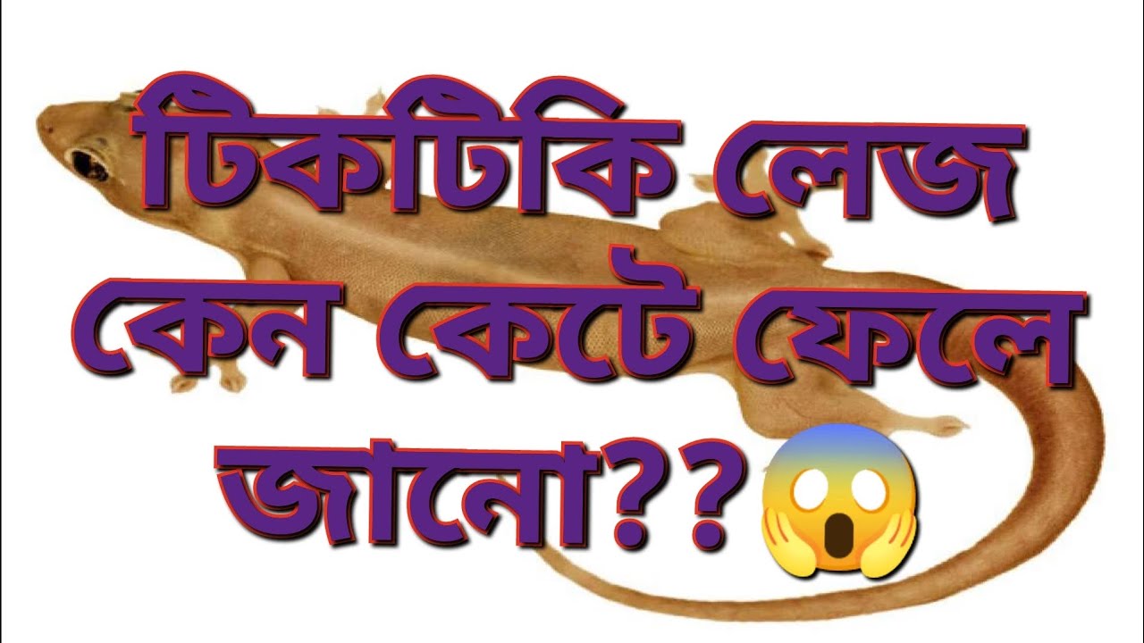 why does lijard cut off its own tail?