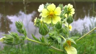 Sulphur Cinquefoil (Potentilla Recta) - 2012-06-02