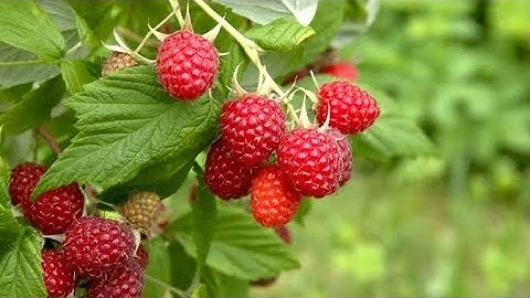 Red Raspberry Harvesting and Processing - Red Raspberry Cultivation Technology - Raspberry Factory