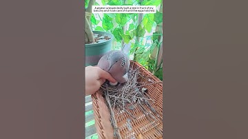 A pigeon suddenly built a nest in front of my balcony and then. #animalshorts