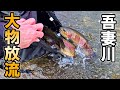 【驚愕サイズ】吾妻川にデカいニジマスだけを放流してみた。