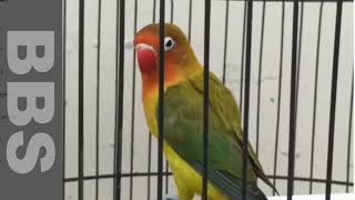 Love Bird Singing Training For Master 1 by NATURE WILDLIFE 349 views 1 year ago 2 minutes, 23 seconds