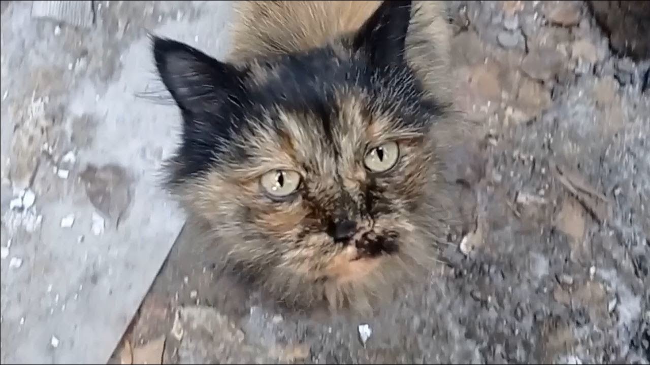 Это чудо приставало к прохожим на улице