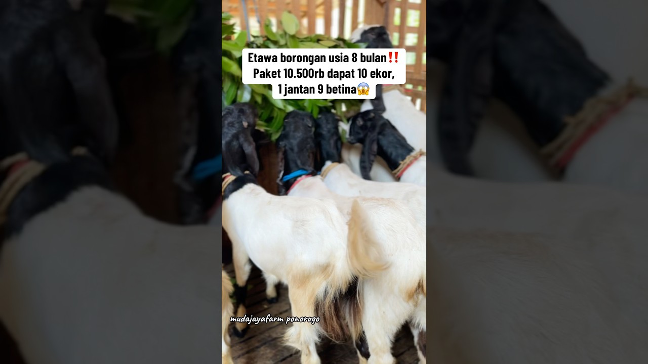 Ready paket breeding etawa 10 ekor, 9 betina 1 jantan diharga 10.500rb saja🤩 
