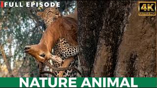 Unbelievable Leopard Strength Caught in the Wild | BBC Style Documentary