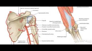 Brachial artery  3