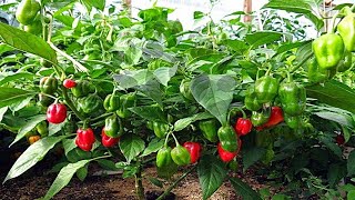 cara menyemai sampai tahap penanaman cabe gendot bibit dari pasar