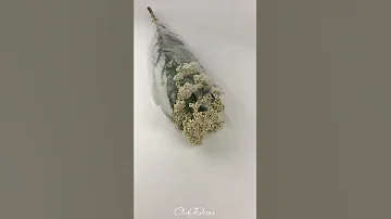 Рисовый цветок (Озотамнус).