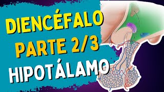 Anatomia do DIENCÉFALO | Parte 2/3 - HIPOTÁLAMO