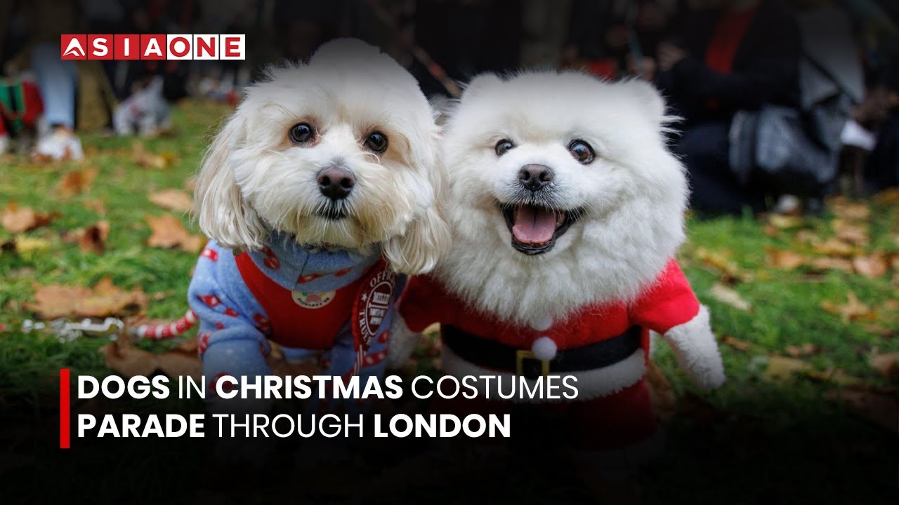 Dogs in Christmas Costumes Parade Through London | Asia One News
