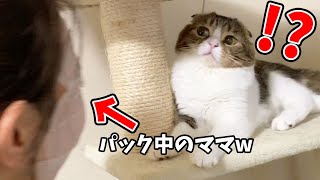 検証！パック中のママでも猫は甘えるのか？