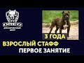 Первое занятие с взрослой собакой | Современная дрессировка | Питубль