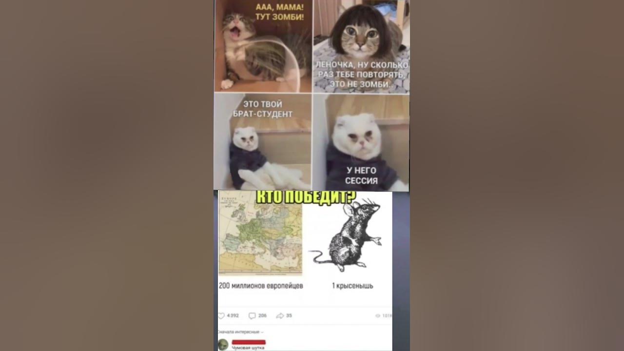 #мемы #мемасы #нг2024 #мемчики #memes #котомемы #жиза - YouTube