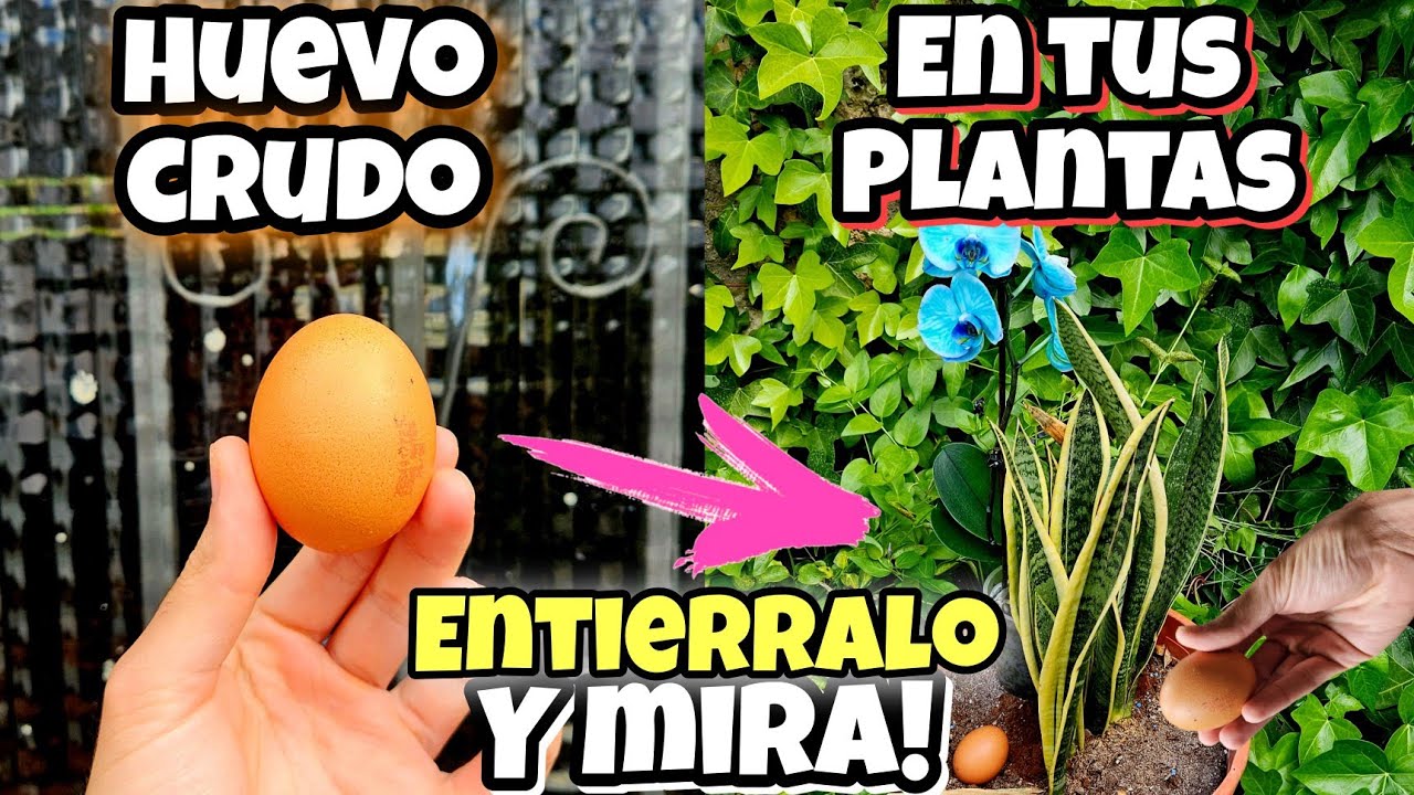 🌱 Un Huevo Crudo SALVÓ Todas mis PLANTAS de Secarse y Estar Amarillas! Huerto urbano