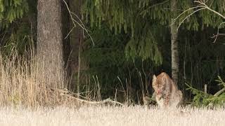 Ilves metsiemme aave / Lynx ghost of the forest