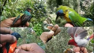 Suara buat mikat burung konin, muncang, kinoi, sepah raja dan berbagai jenis burung lainnya