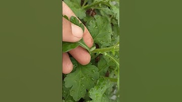 Bông cúc đại đóa tết 2023#ToanNguyen#0933760844