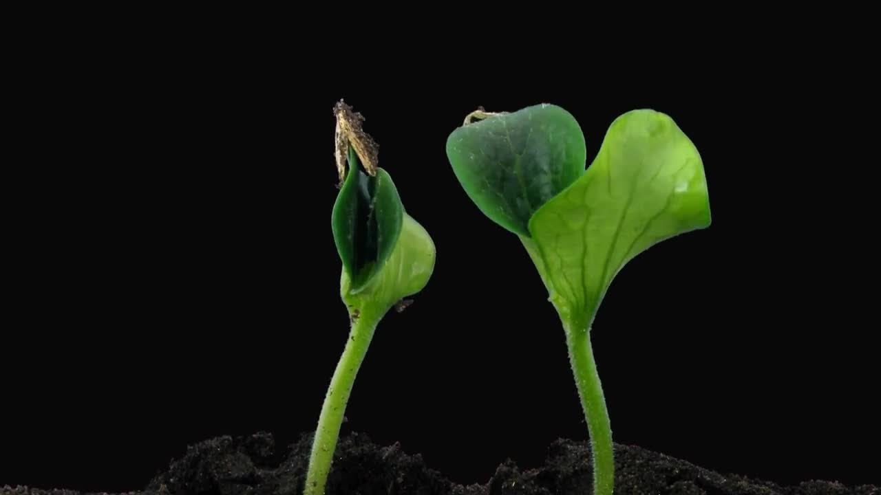 Pumpkin Seeds Germinating Stock Video YouTube