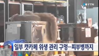 일부 캣카페 위생 관리 구멍...피부병까지 / YTN