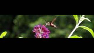 CIMG1096.AVI
