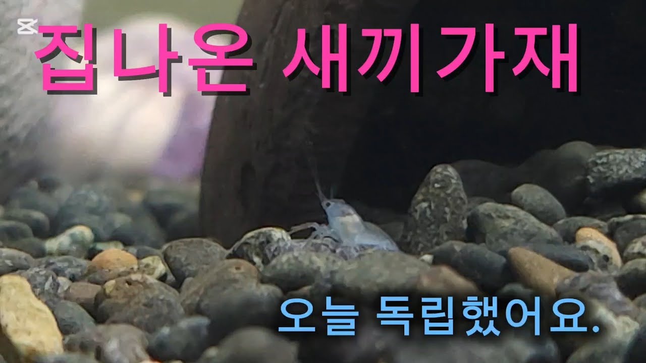 블루크로우 치가재의 독립 “Tiny Baby Blue Crayfish First Independence 🦞”