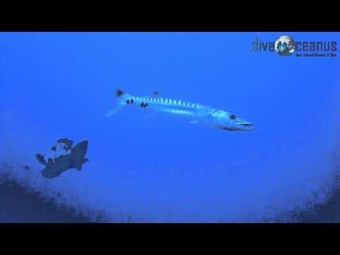 Dive Oceanus Sun Island.