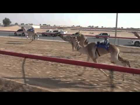 سراب لسعادة الشيخ فهد بن جاسم ال ثاني المضمر احمد علي راشد الكعبي