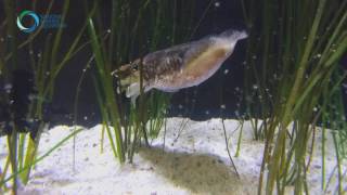 Cuttlefish Laying Eggs
