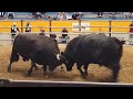宇和島闘牛 2020年お盆場所 重量級チャンピオン戦 闘魂智ちゃん vs 闘将煌