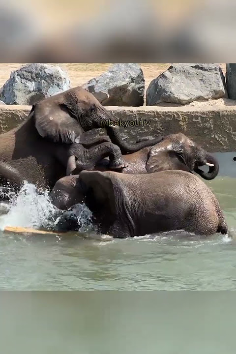 Suara gajah #gajah #hewan #hewanbesar