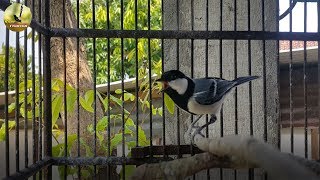 Suara Pemasteran Glatik Watu Paling Di Cari Di Tahun Ini