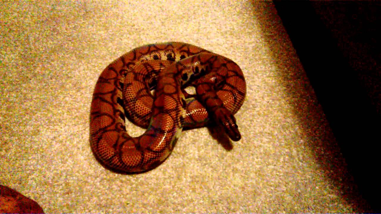 Feeding Tips - Brazilian Rainbow Boa - YouTube - Rainbow Boa Feeding Tips