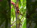 #agrico #farming #harvest #farm #farmingsystem #agrionone #ytshorts #youtubeshorts