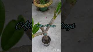 Plumeria propagation from cutting..