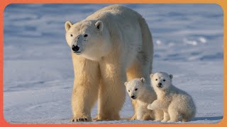 How Climate Change is Threatening the Arctic's Wildlife (4K Documentary)