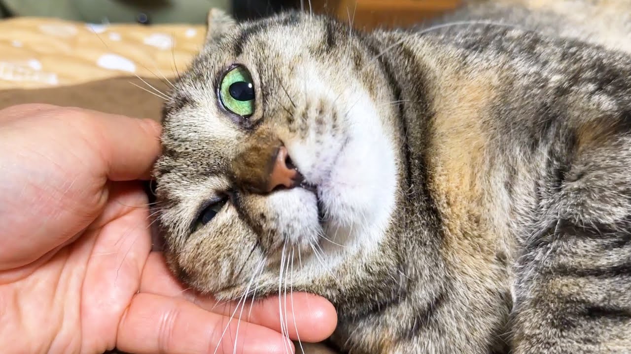 お喋り好きな猫はどんなに不機嫌になっても飼い主に呼ばれるとこうなります