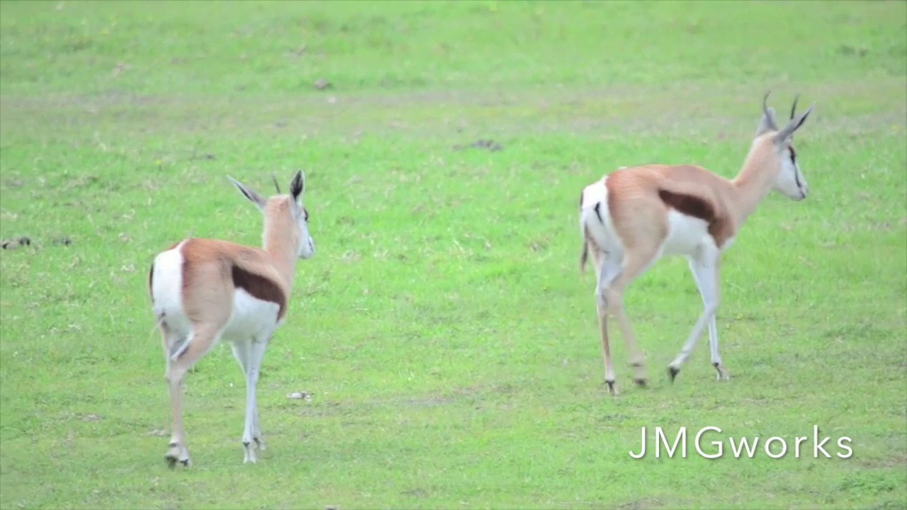 Springbok YouTube