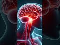When you skip sleep this Explained in 10 seconds #howyourbodyworks #anatomy #neuroscience