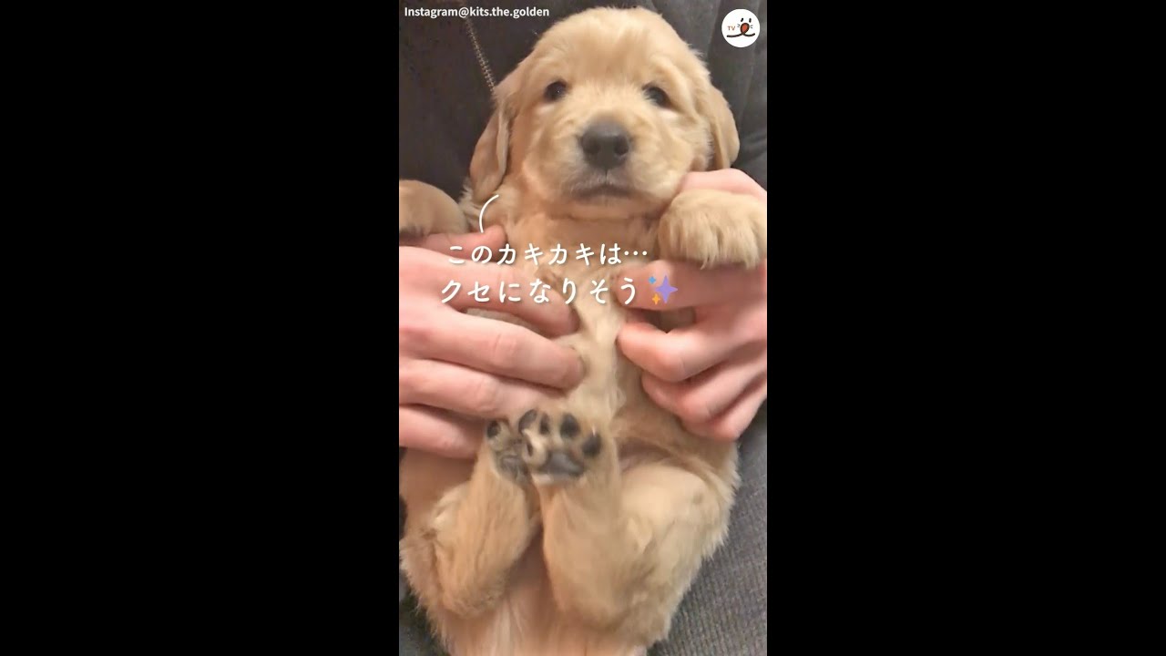 お腹をカキカキされると勝手に足が動いちゃう D Youtube