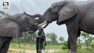 Elephant Smoothies on the rain | Living With Elephants | Botswana