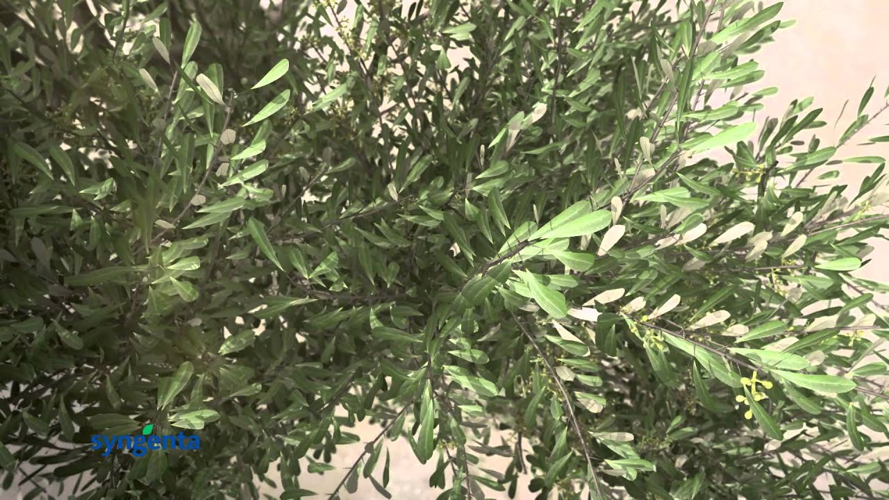 Anuncio Isabión insecticidal dust