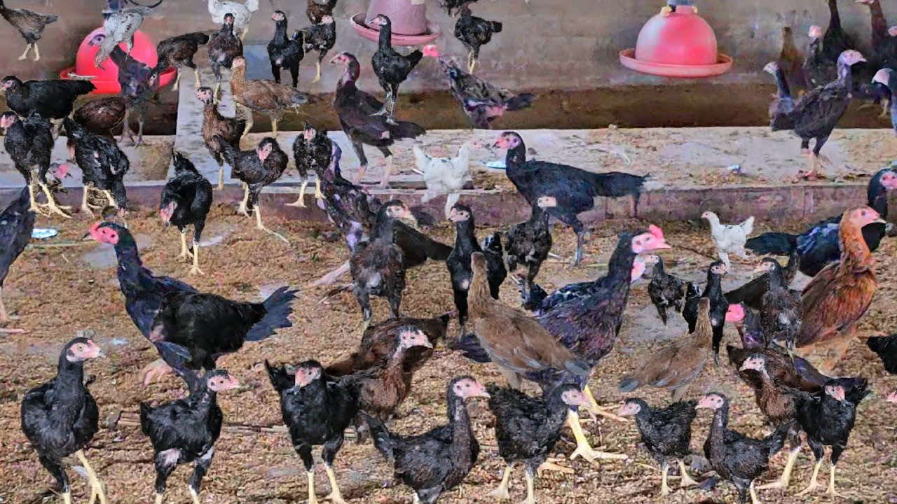 #อาชีพเลี้ยงไก่บ้านแบบครบวงจรมีรายได้ตลอดทั้งปี