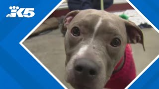 Dog found tied up, zipped into suitcase inside Everett dumpster