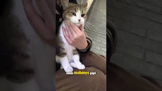 “SEEKOR KUCING JALANAN GAGAL KABUR SAAT DIDEKATI WARGA #shorts