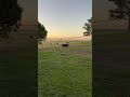 Cows LOVE new pastures! #beef #cow #steak #farming #amazing #food #youtube #youtubeshorts #yummy