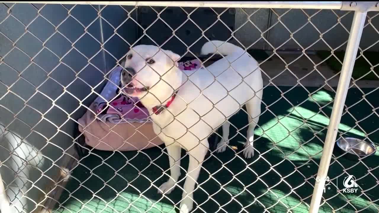 22 Texas dogs ready for adoption at the Santa Barbara County animal ...