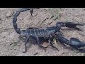 Scorpions | Black Scorpion Insect | Yellow Scorpion | Heterometrus longimanus | Deadly!!