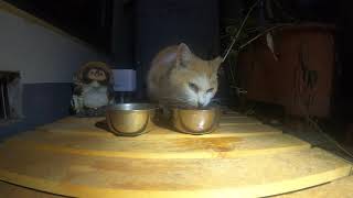 20210904 猫、缶詰サービスを受ける