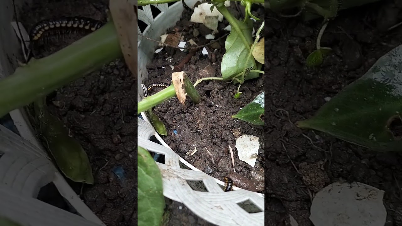 Millipede In The Garden / Insects 