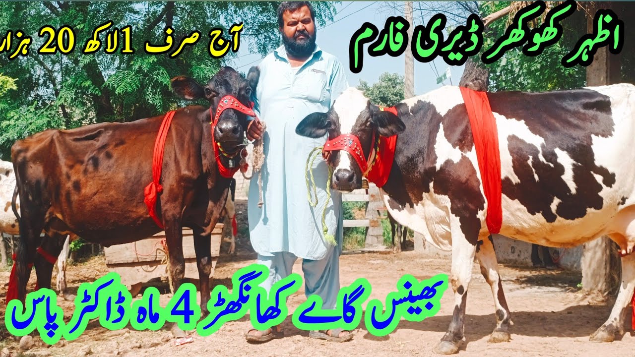 Azhar Dairy farm|Khanghr cows|Sasti Cows|Australian cow|Jersey cow ...